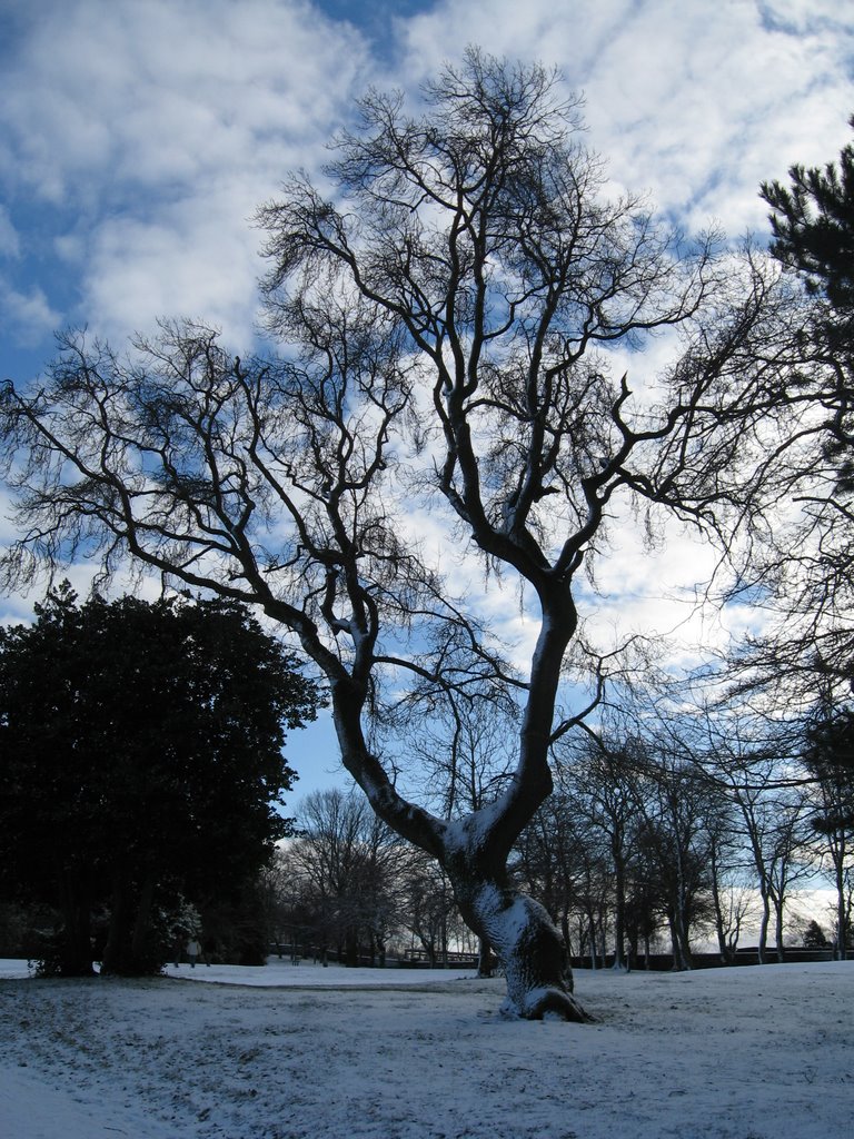 Winter tree