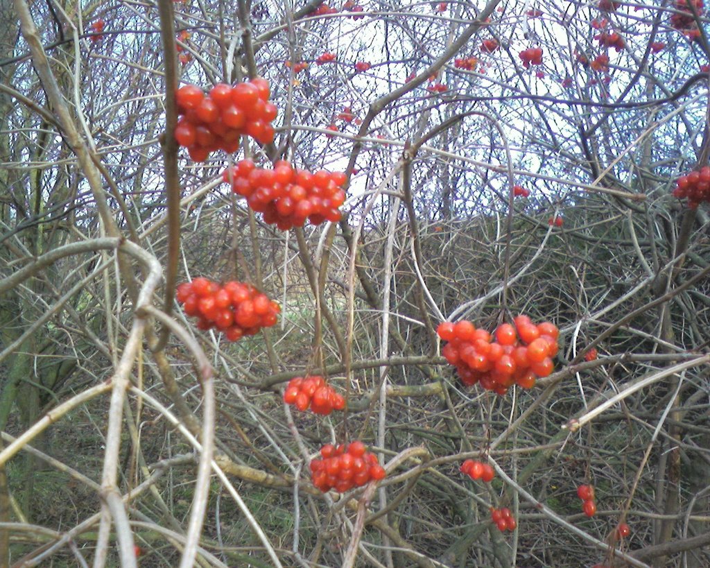 winter berries