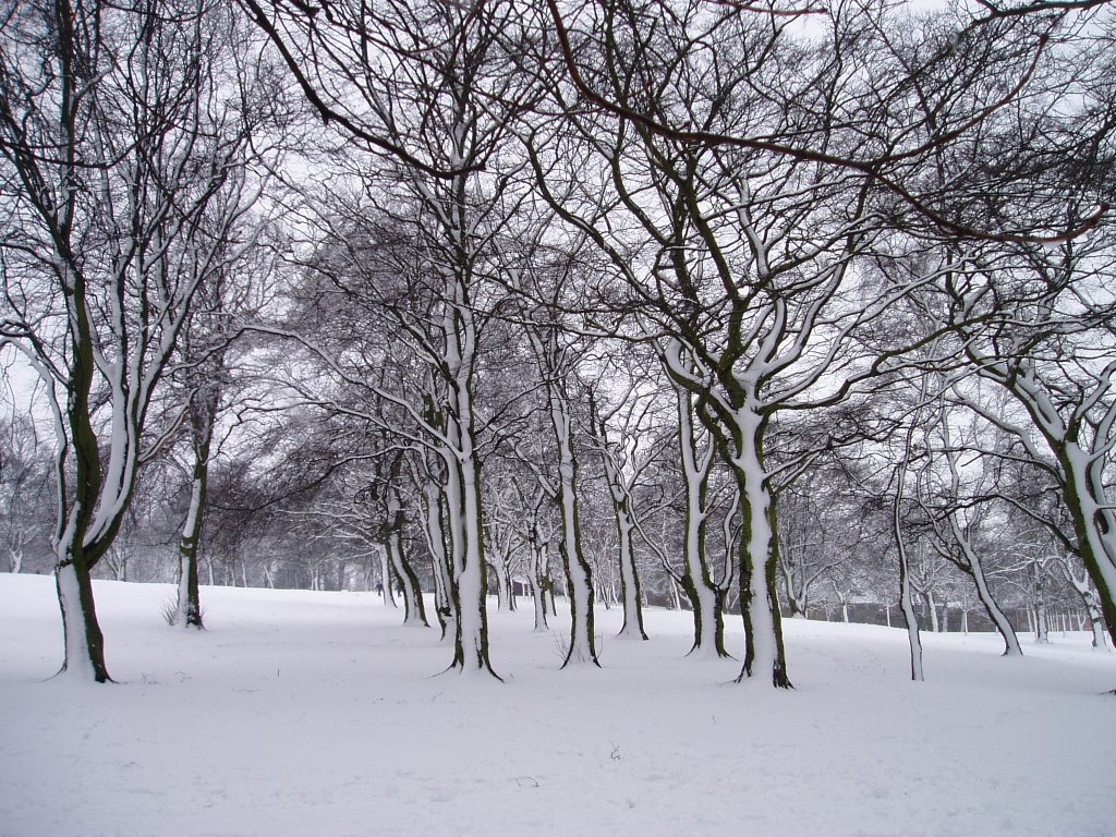 mw29 Locke Park in Winter