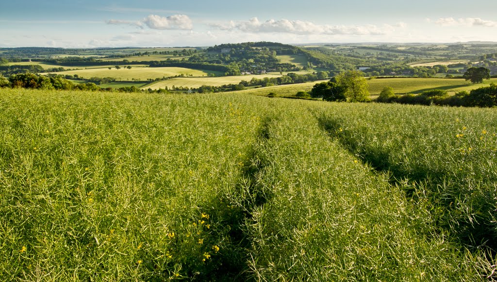 Spring evening in the fields - panorama