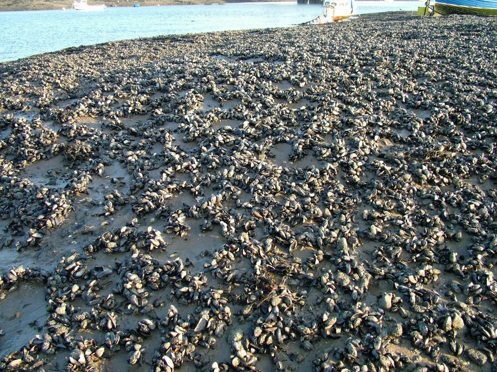 Mussels on Chappel Bed