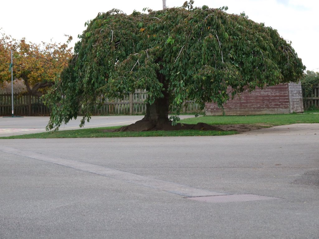 alveston school