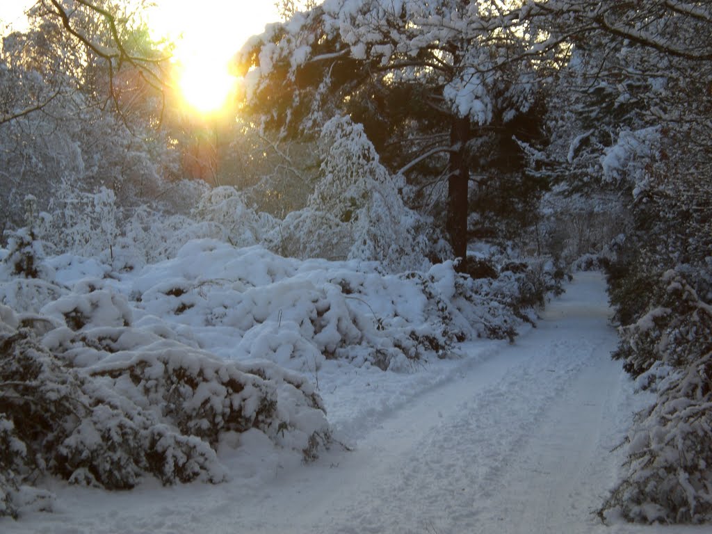 Sheets Heath - January 2010