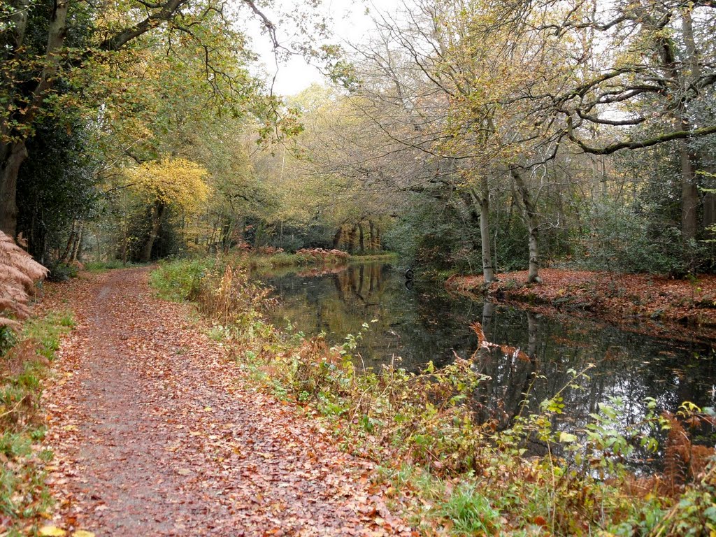 Basingstoke canal, near Deepcut