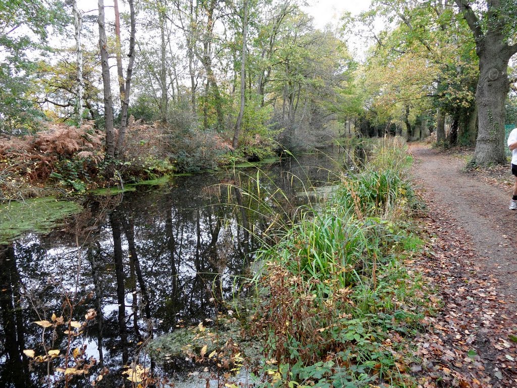 Basingstoke canal