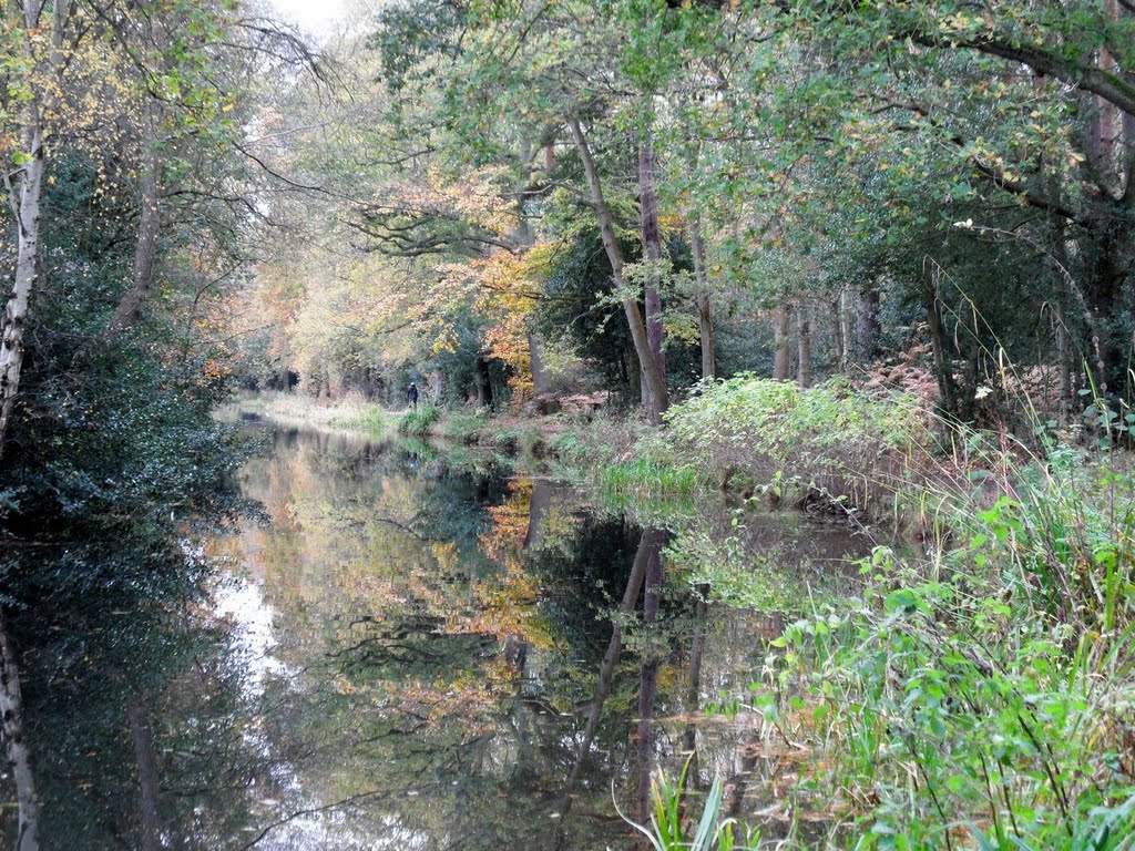Basingstoke canal