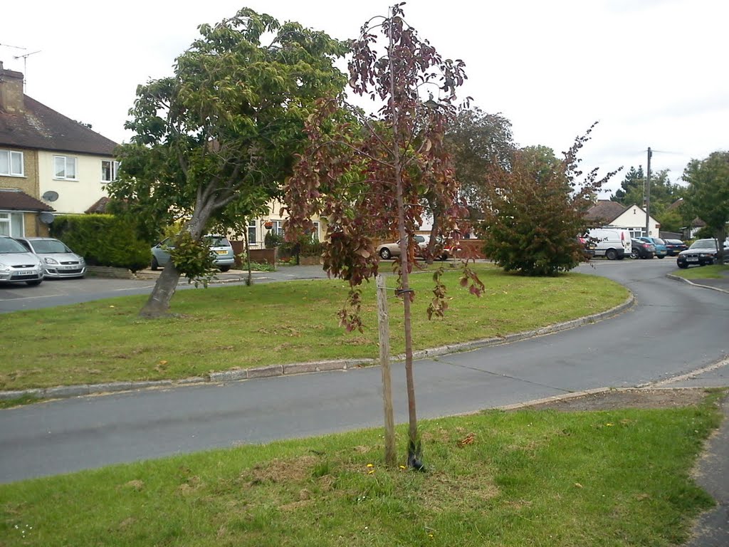 Batten Ave, Woking