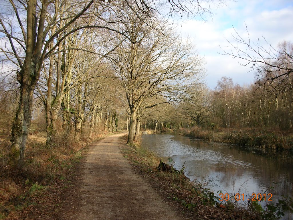 Basingstoke Canal near Brookwood