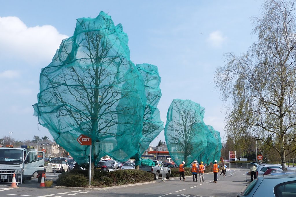 Trees for the chop - Sainsburys - Apl 13