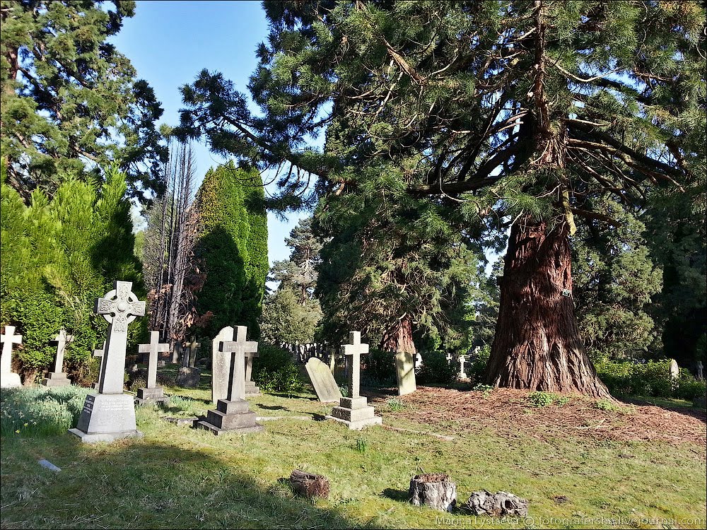 Brookwood cemetery