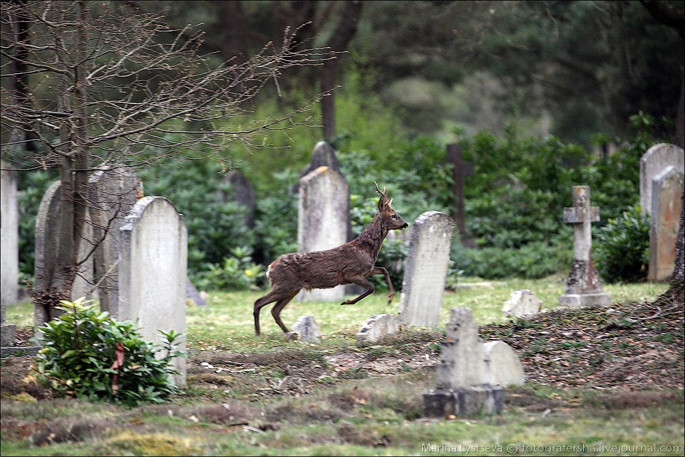 Brookwood cemetery
