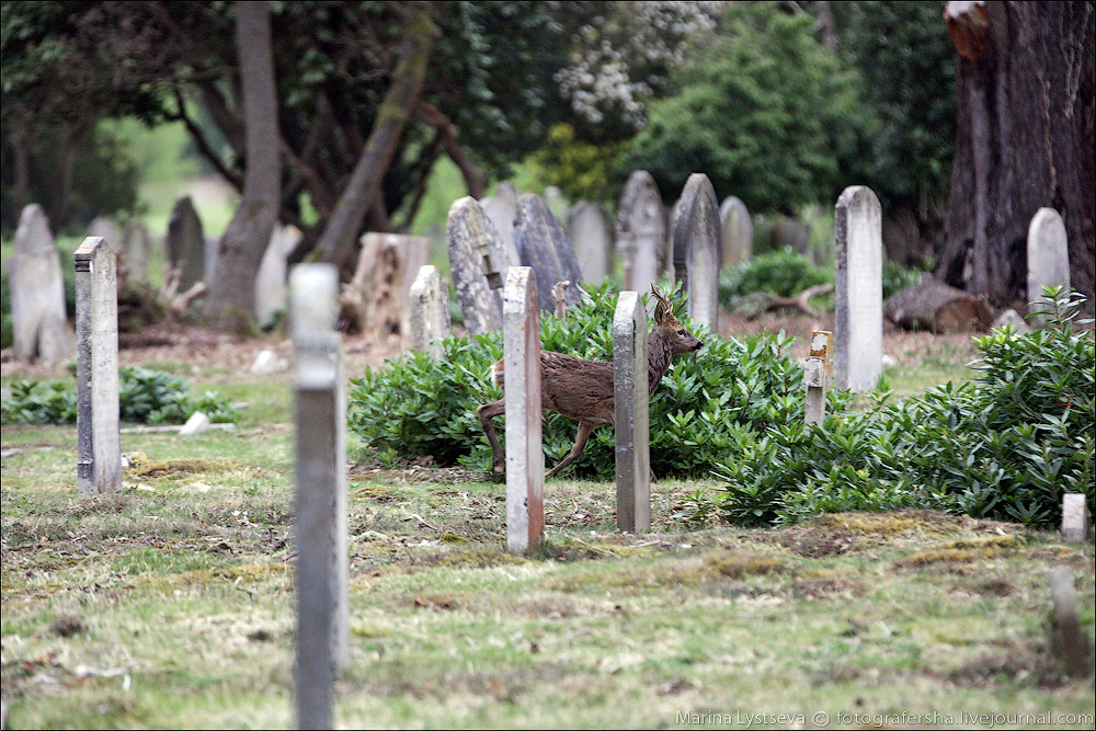 Brookwood cemetery