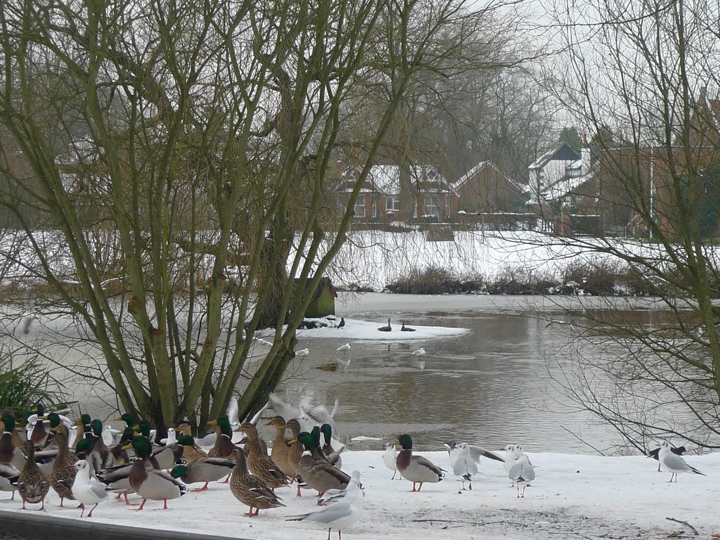White Hart - Pirbright