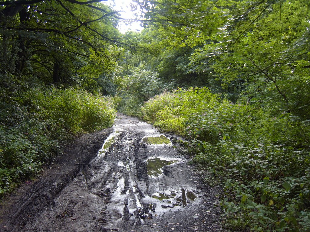 Overgrown Birkby Brow Woods