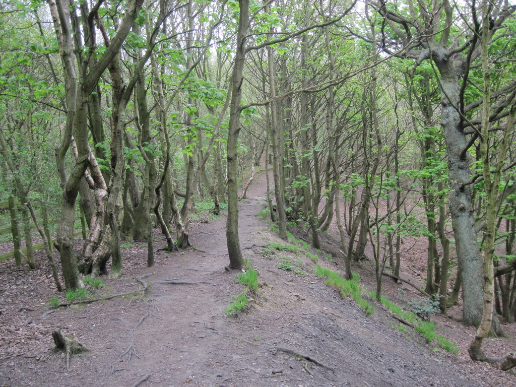 Woodland path, Oakwell Hall Park April 2011