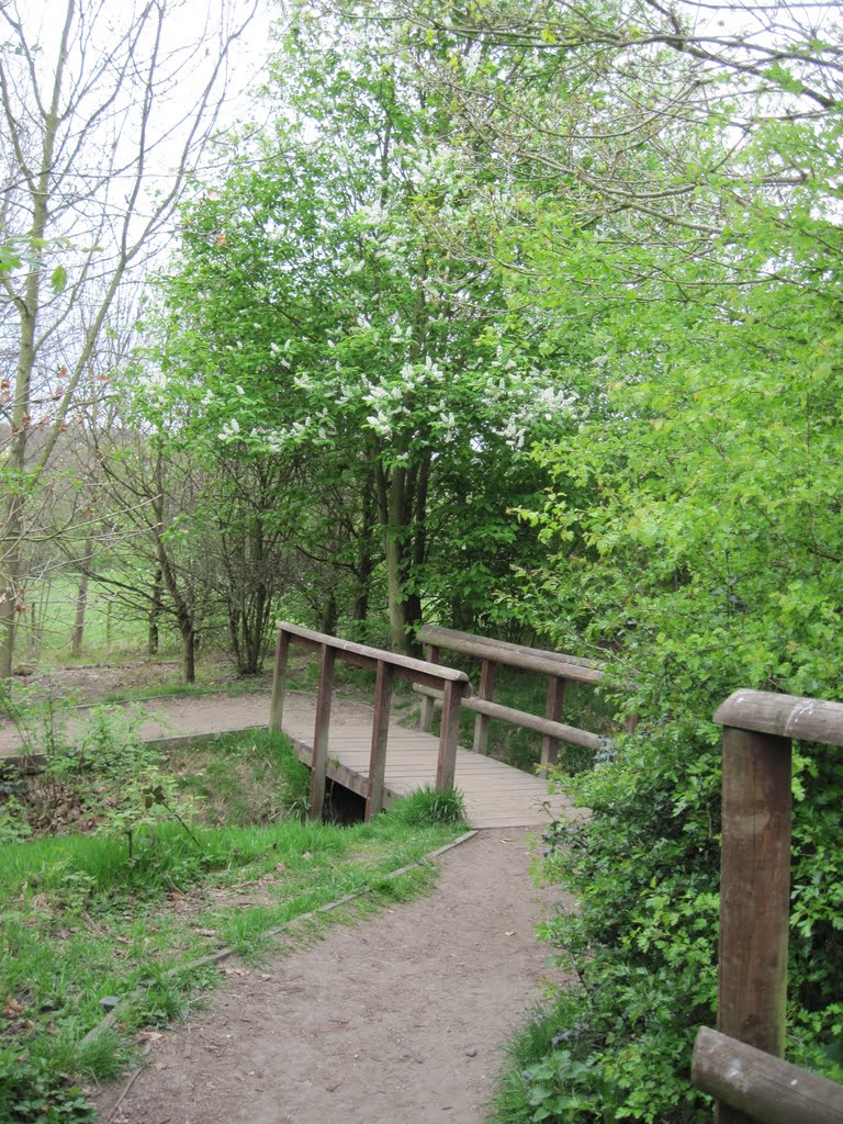 Blossom and footbridge, Oakwell Hall park, April 2011