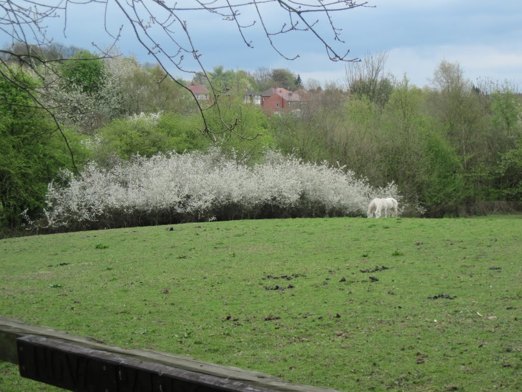 White horses, white blossom, Oakwell Hall Park April 2011