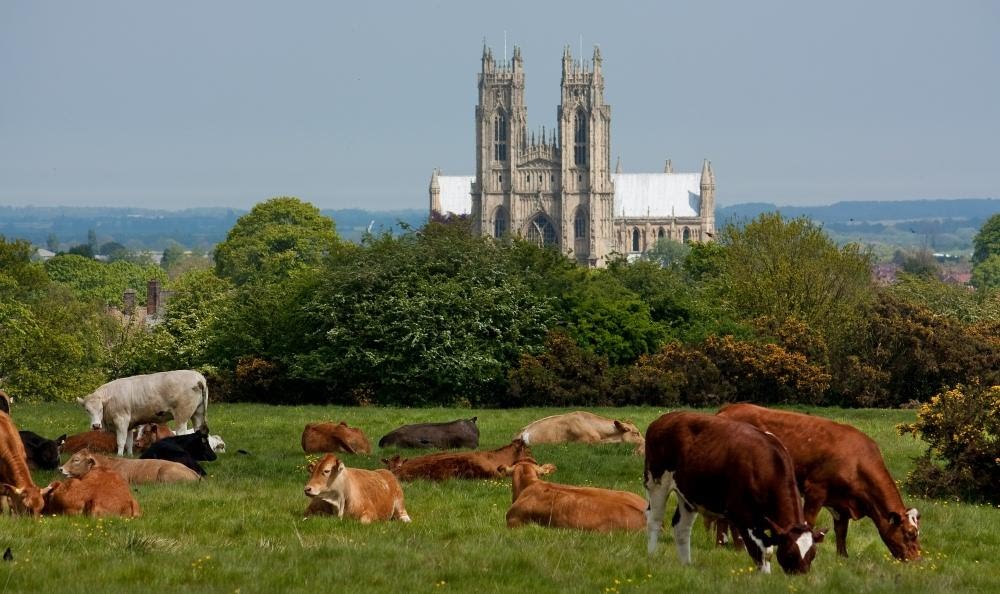 Westwood grazing