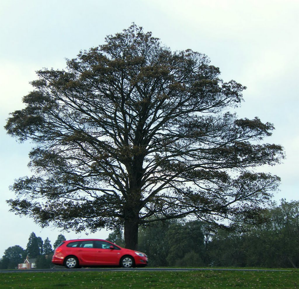 Red Car, Westwood, Beverley