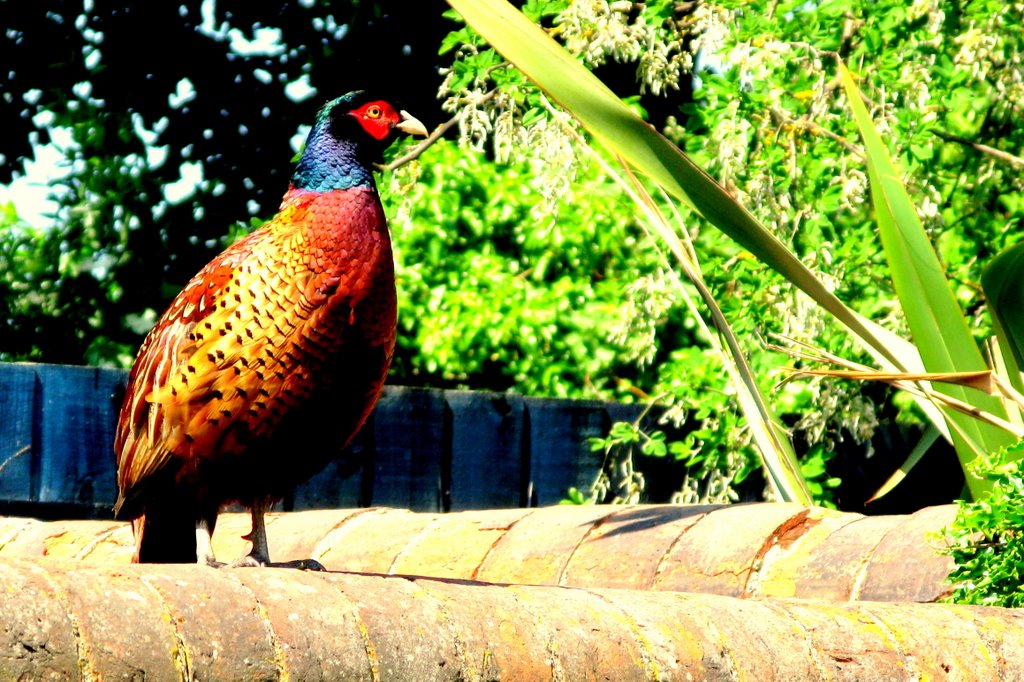 Visitor to our Garden