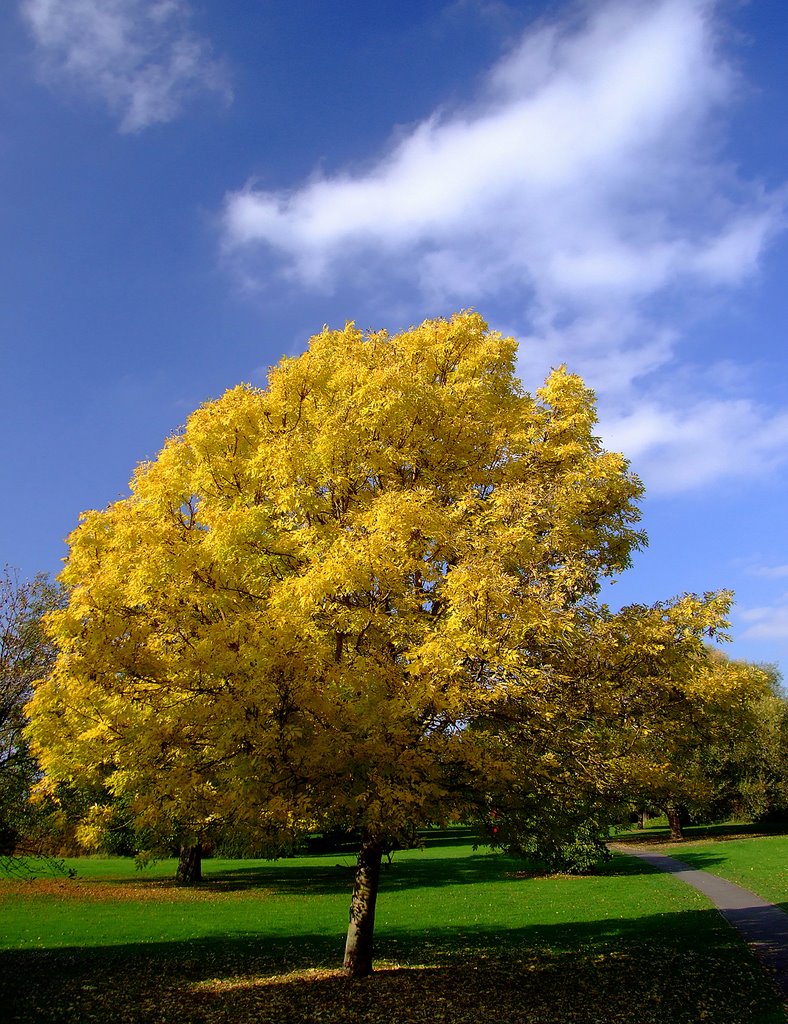 Autumn Park tree