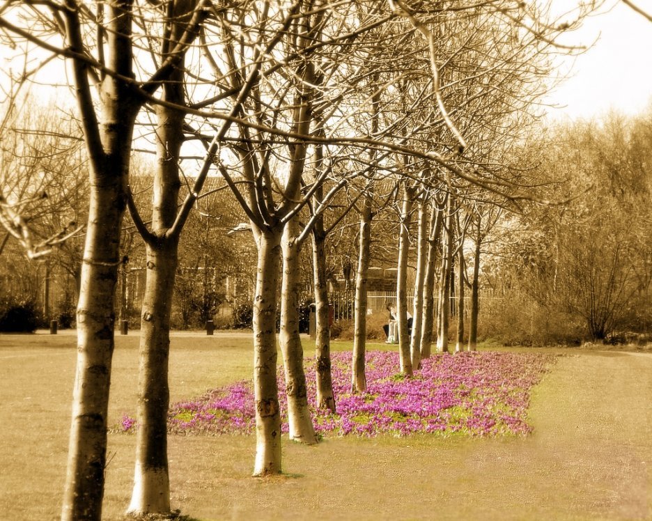 Tree line at Jubilee park