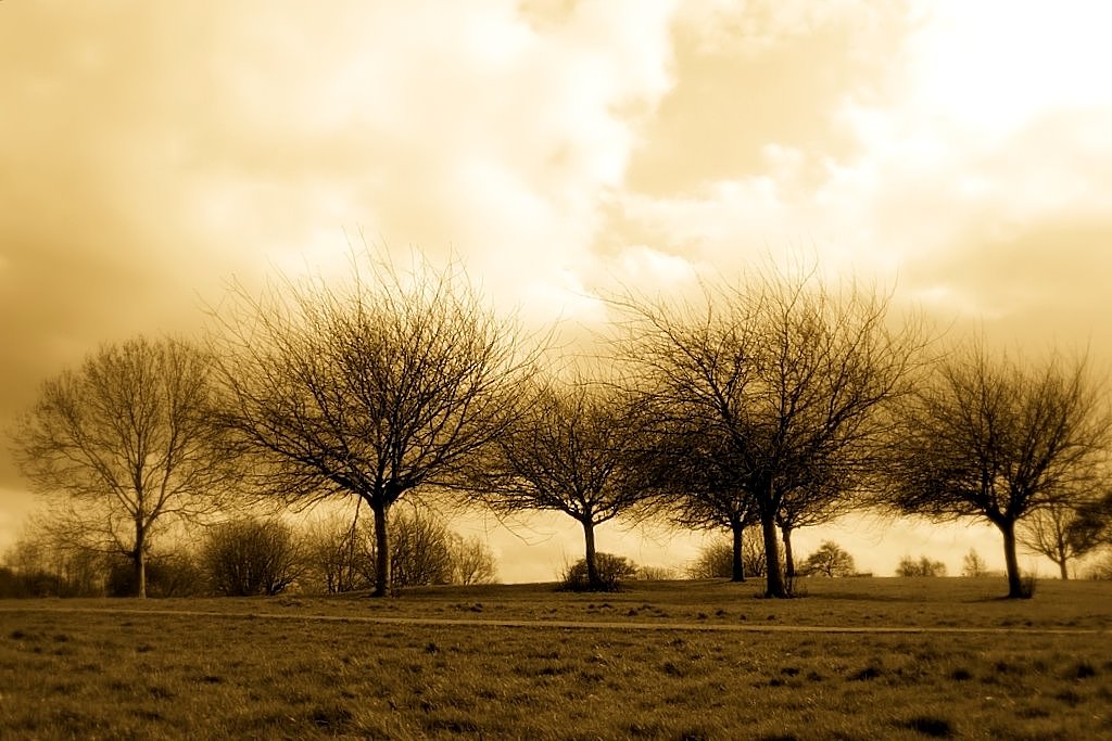 Five trees Jubilee park hill