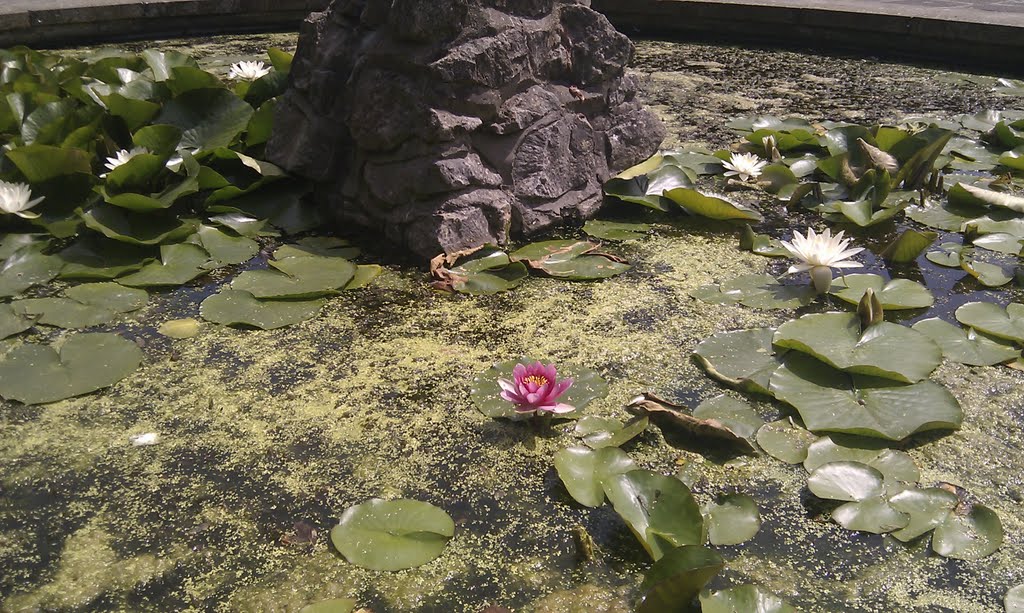 Pond in Danson park
