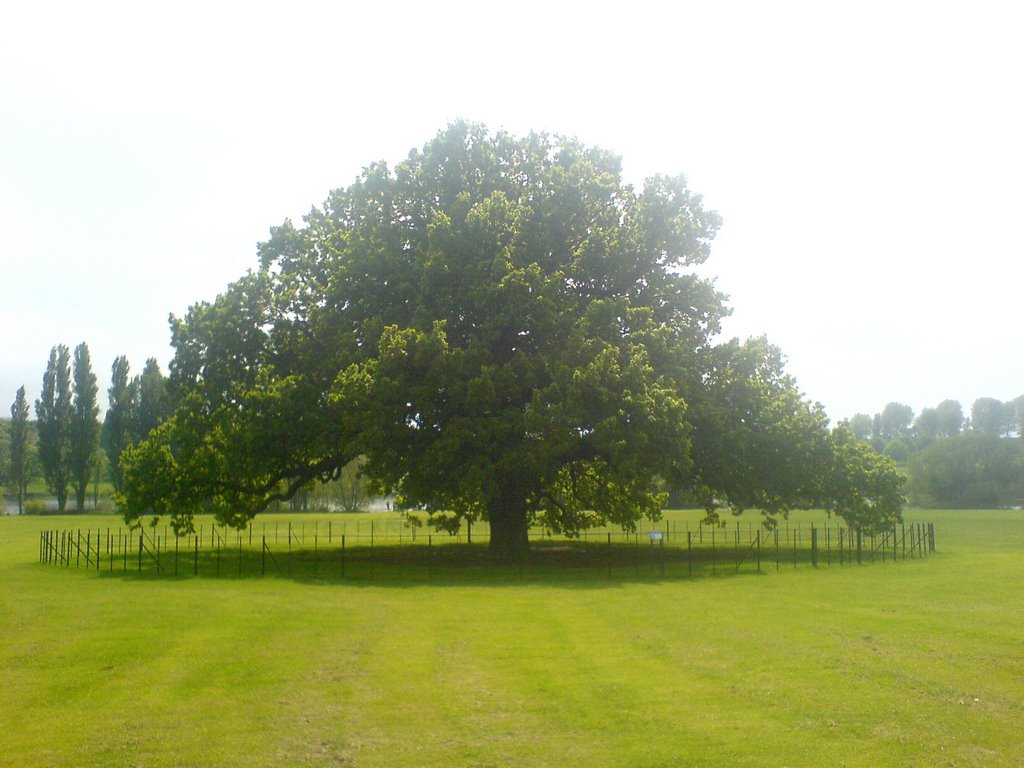 Danson Park Tree