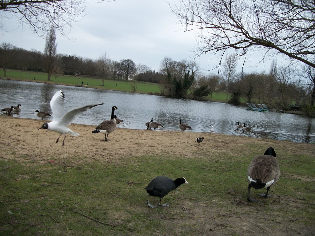 wild birds...