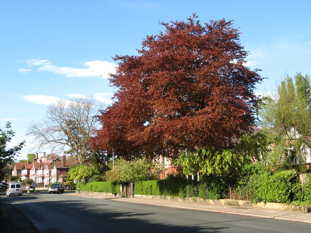 Springtime in Birkenhead