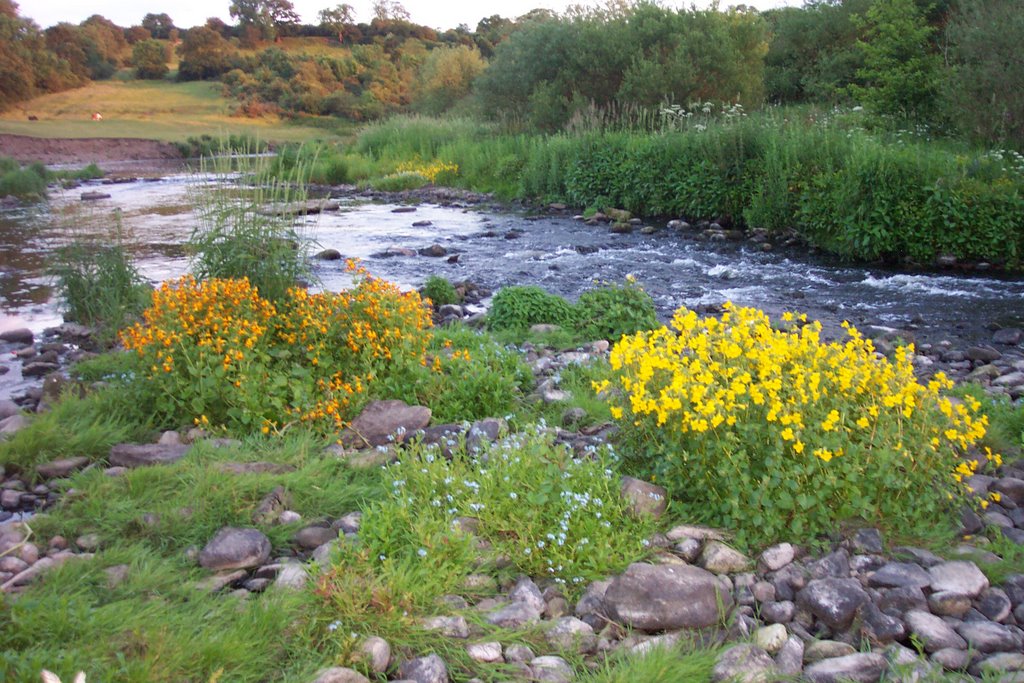 Flowers after Flood on the wear at the Dam Head Bishop Aucland 2007