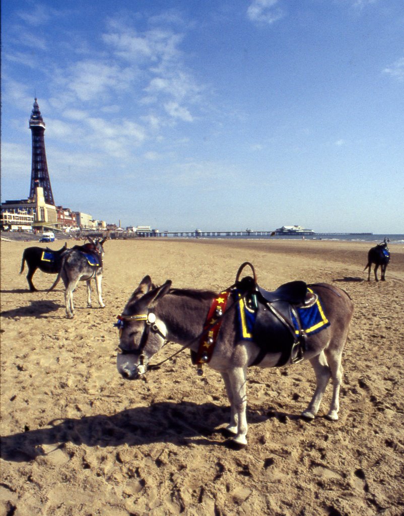 donkey derby