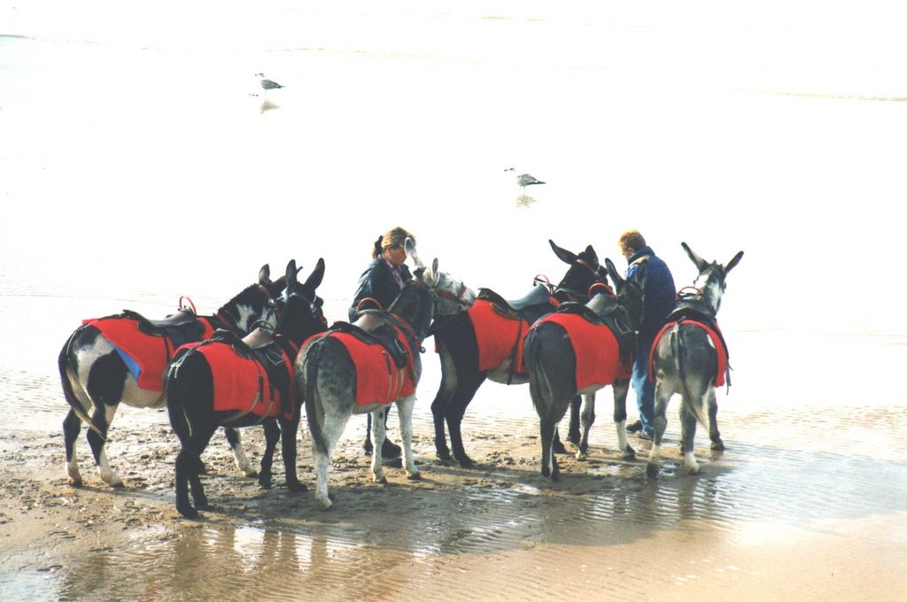 DONKEYS ON THE BEACH AT BLACKPOOL