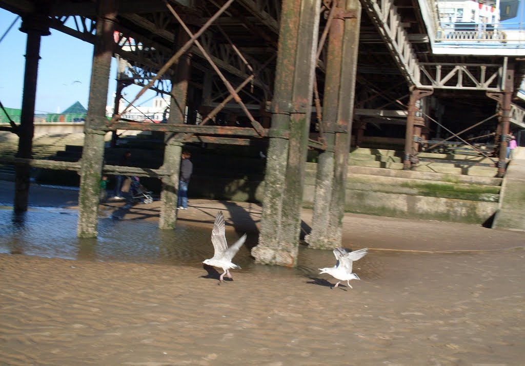 Two birds.