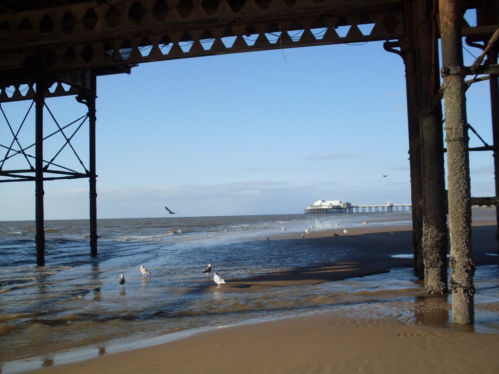 Old pier and Birds.
