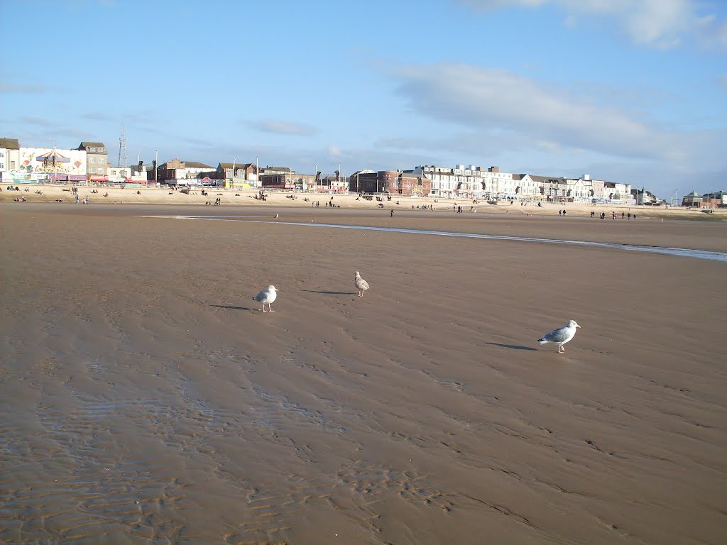 Blackpool,  Birds, tide  gone out....