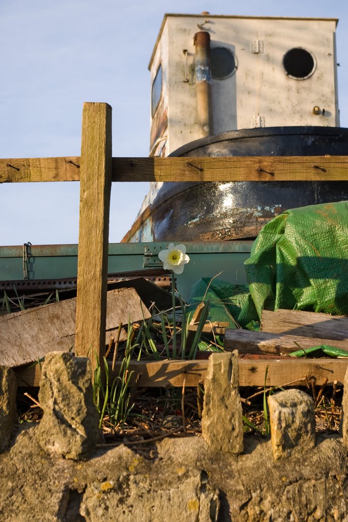 Bradford on Avon - Lonely daffodil by the boatyard