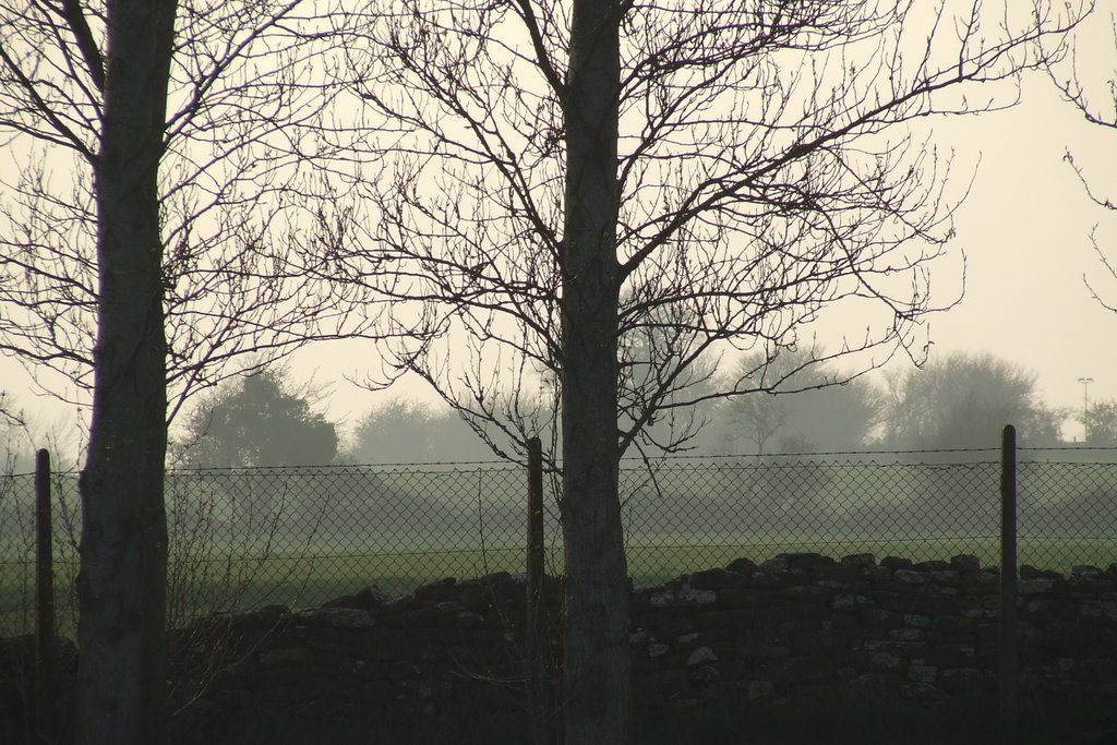 Winter trees III
