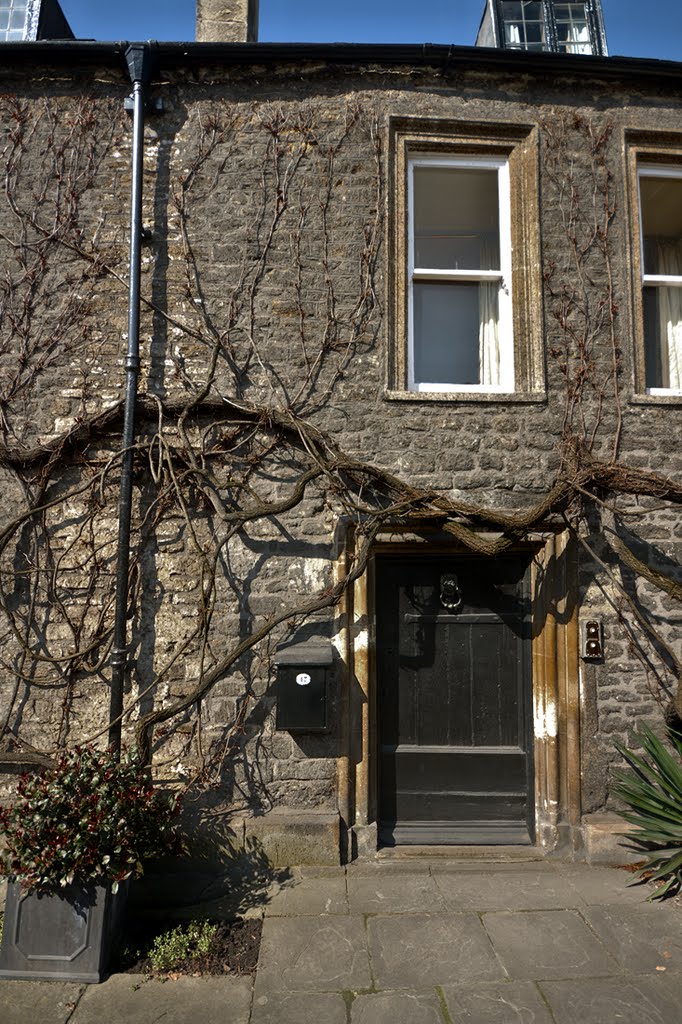 Ivy and Old Stone