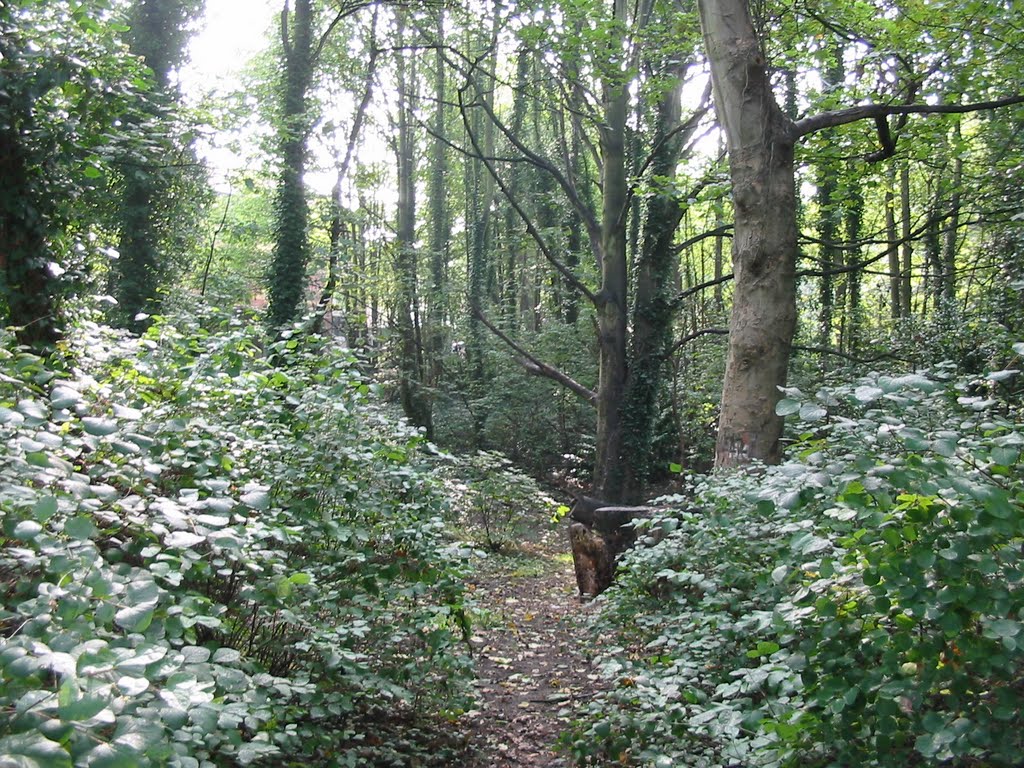 Holly Wood