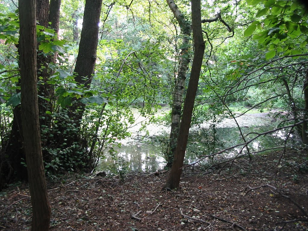 Pond in Holly Wood