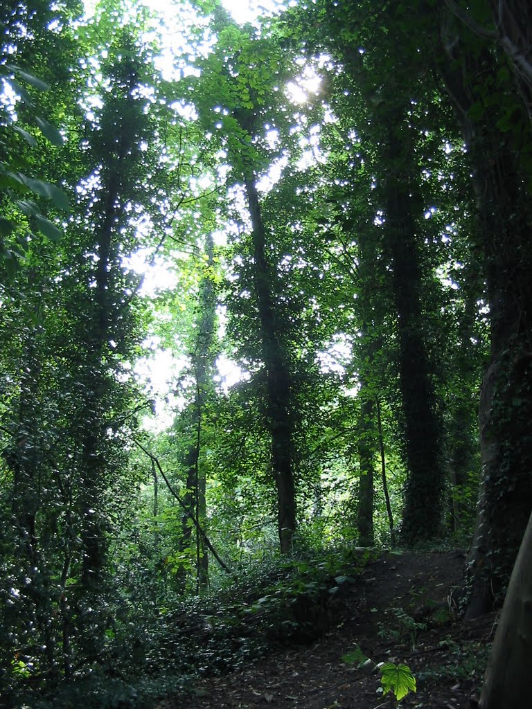 Holly Wood