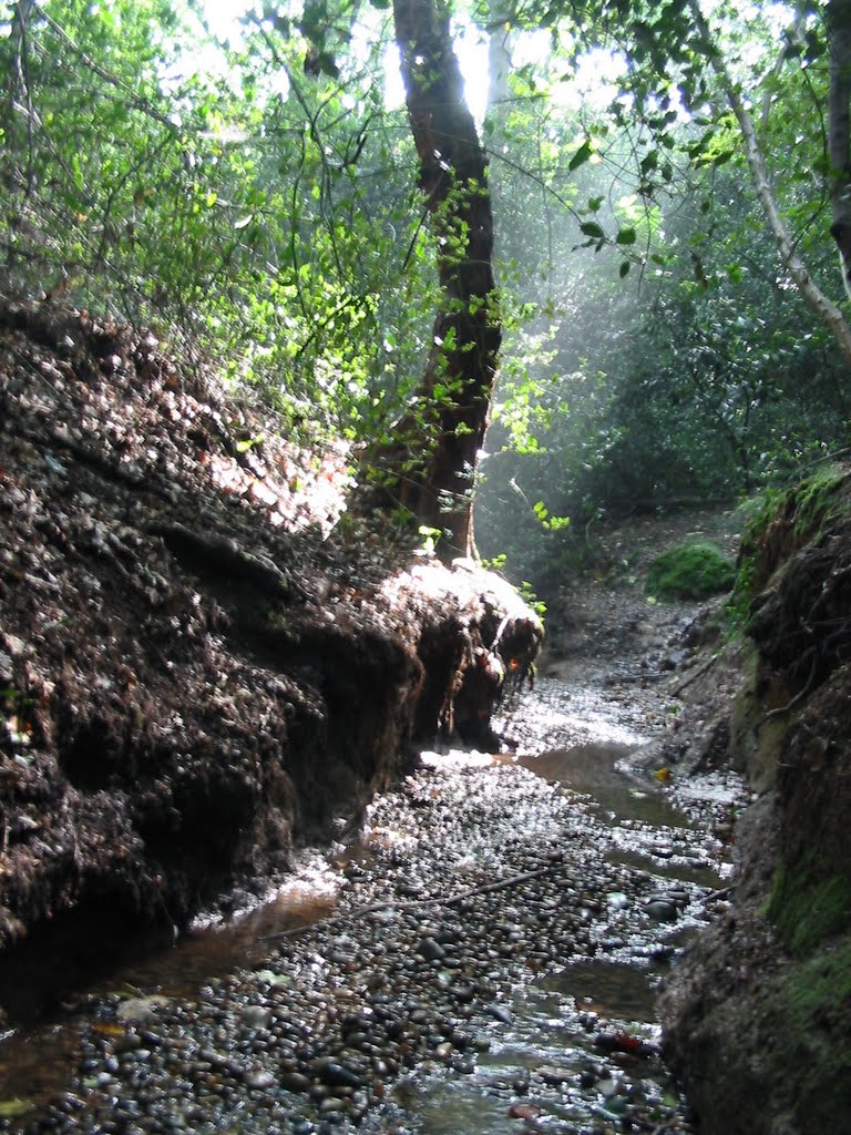 The stream at low ebb