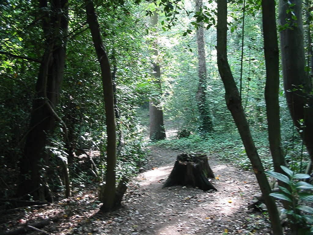 Holly Wood