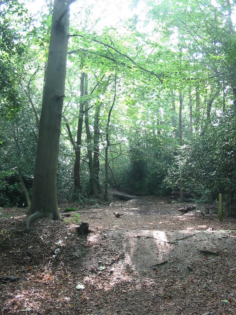 Holly Wood