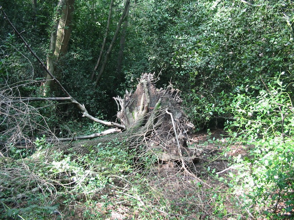 An uprooted tree in Holly Wood