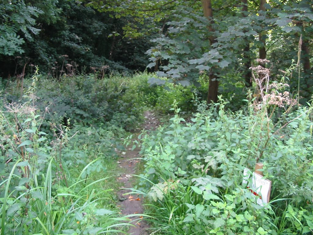Entering Clements Wood