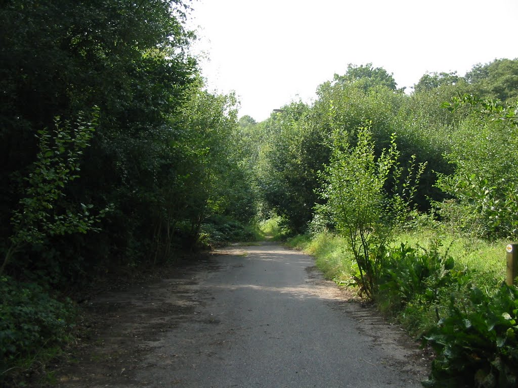 Path into Clements Wood