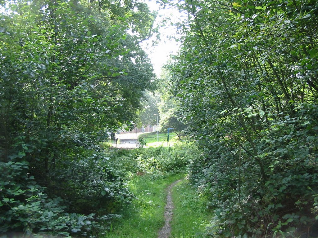 Entering Clements Wood (again)